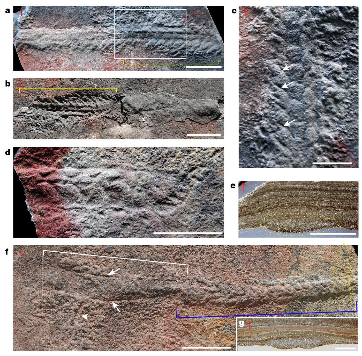 In the Late Ediacaran deposits of China, imprints of segmented crawling bilaterians were found. - Paleontology, The science, , Fossils, Copy-paste, Elementy ru, Longpost