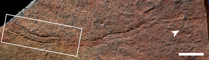 In the Late Ediacaran deposits of China, imprints of segmented crawling bilaterians were found. - Paleontology, The science, , Fossils, Copy-paste, Elementy ru, Longpost