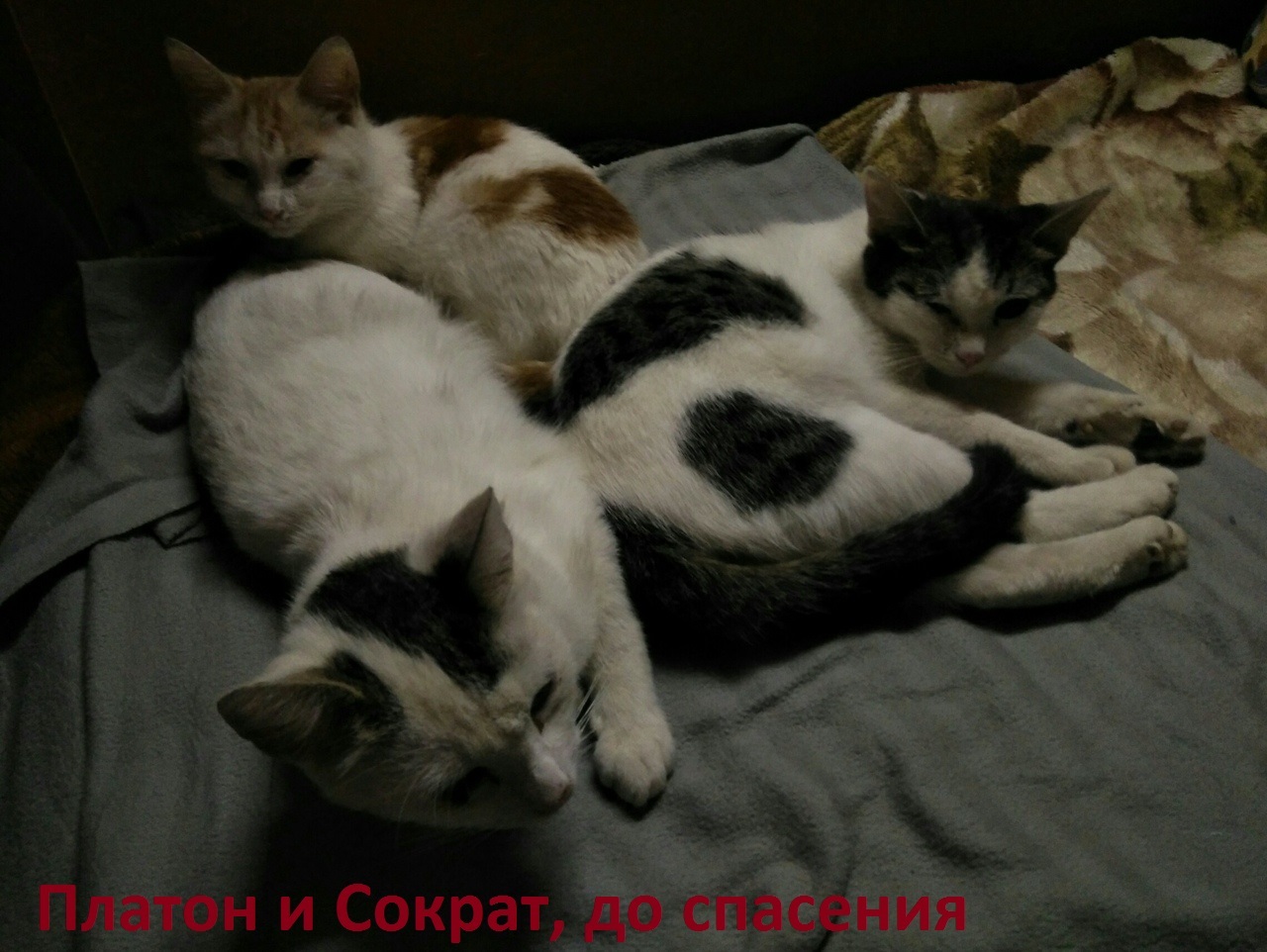 4 cats URGENTLY looking for a home!!!! Lyubertsy, Moscow region - Catomafia, cat, , Longpost