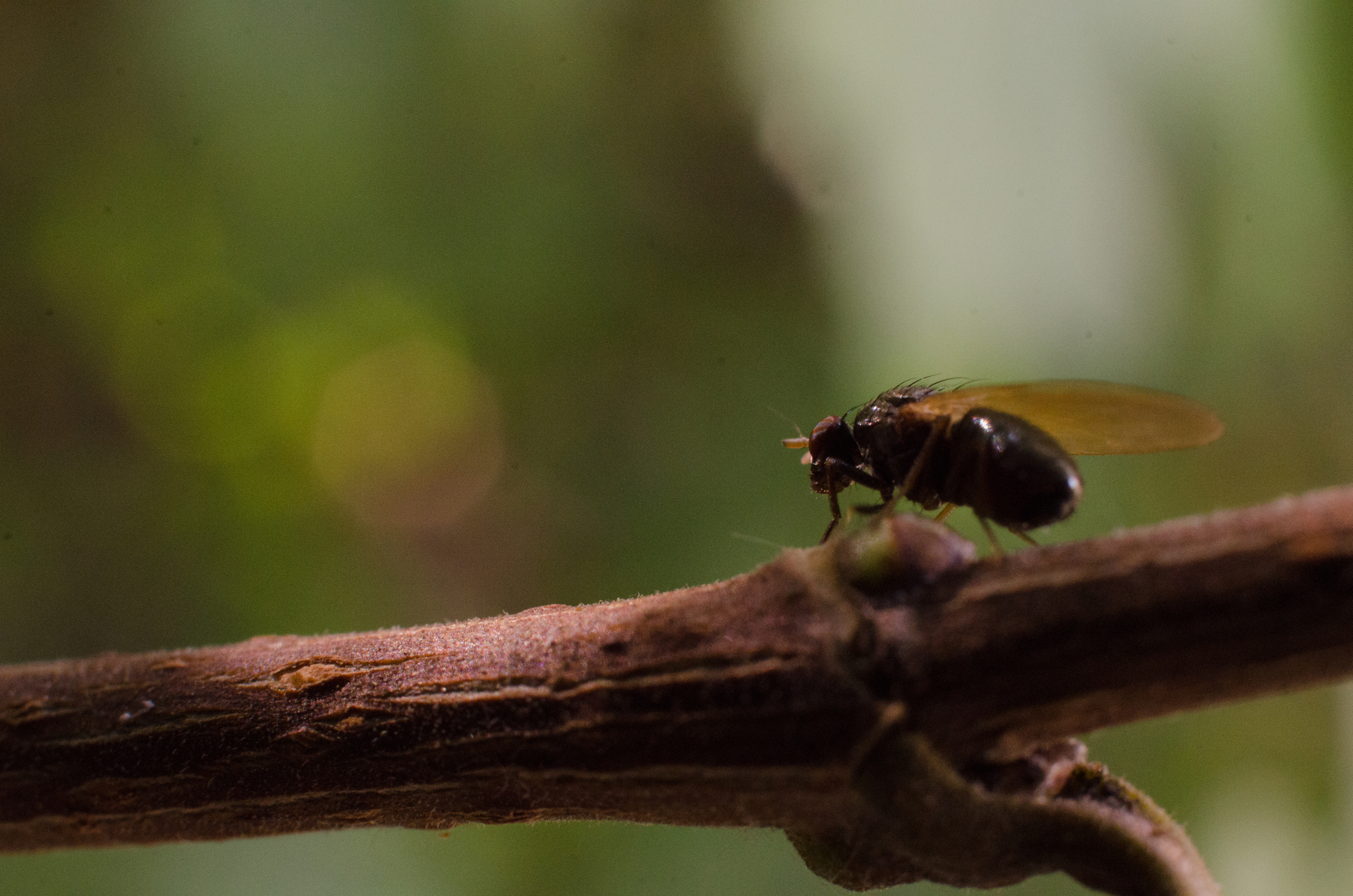 The world is under our feet - My, Macro, The photo, Nature, Insects, Longpost, Spider, Macro photography