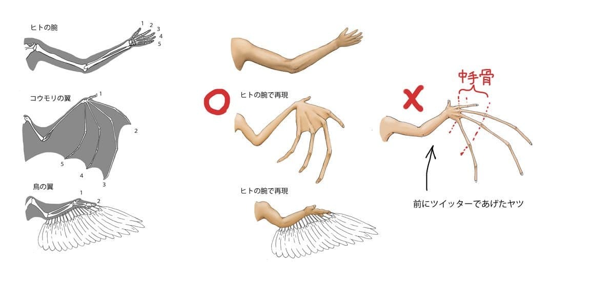 A bit of stubborn anatomy - Anatomy, Person, Animals, Birds, Longpost