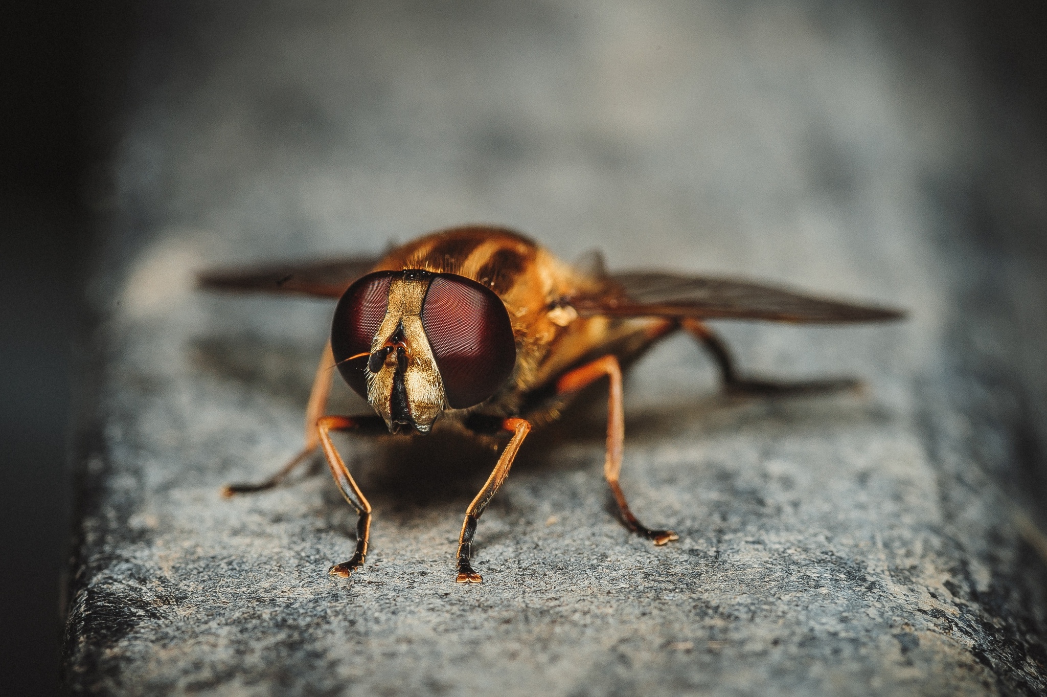 ������ ��� ��������� ����, ���������, �������������, �����, ���������, �������, Nikon, ����������