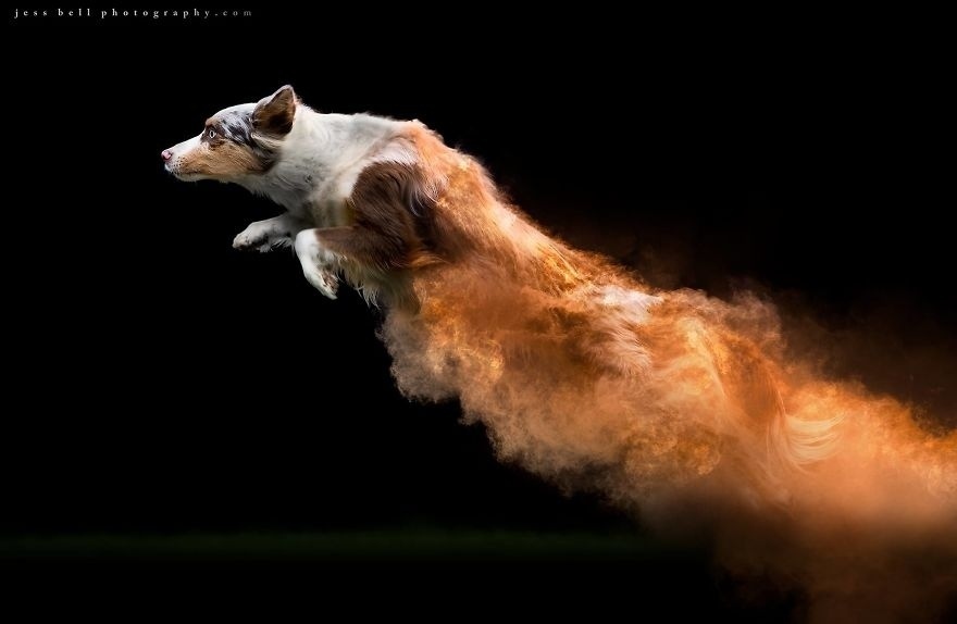 Photo session with colored powder - Dog, The photo, Paints, beauty, Longpost