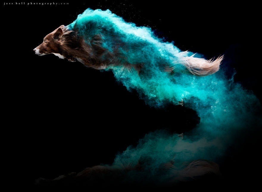 Photo session with colored powder - Dog, The photo, Paints, beauty, Longpost