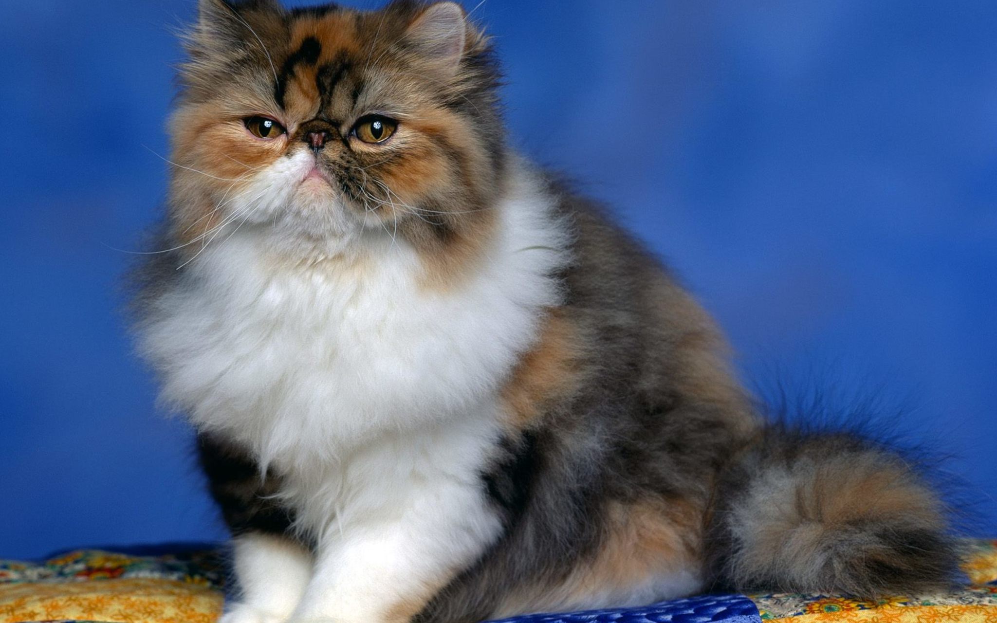 Persian cat - cat, Catomafia, Description, Breed, Cat breeds, Persian cat, , The photo, Longpost