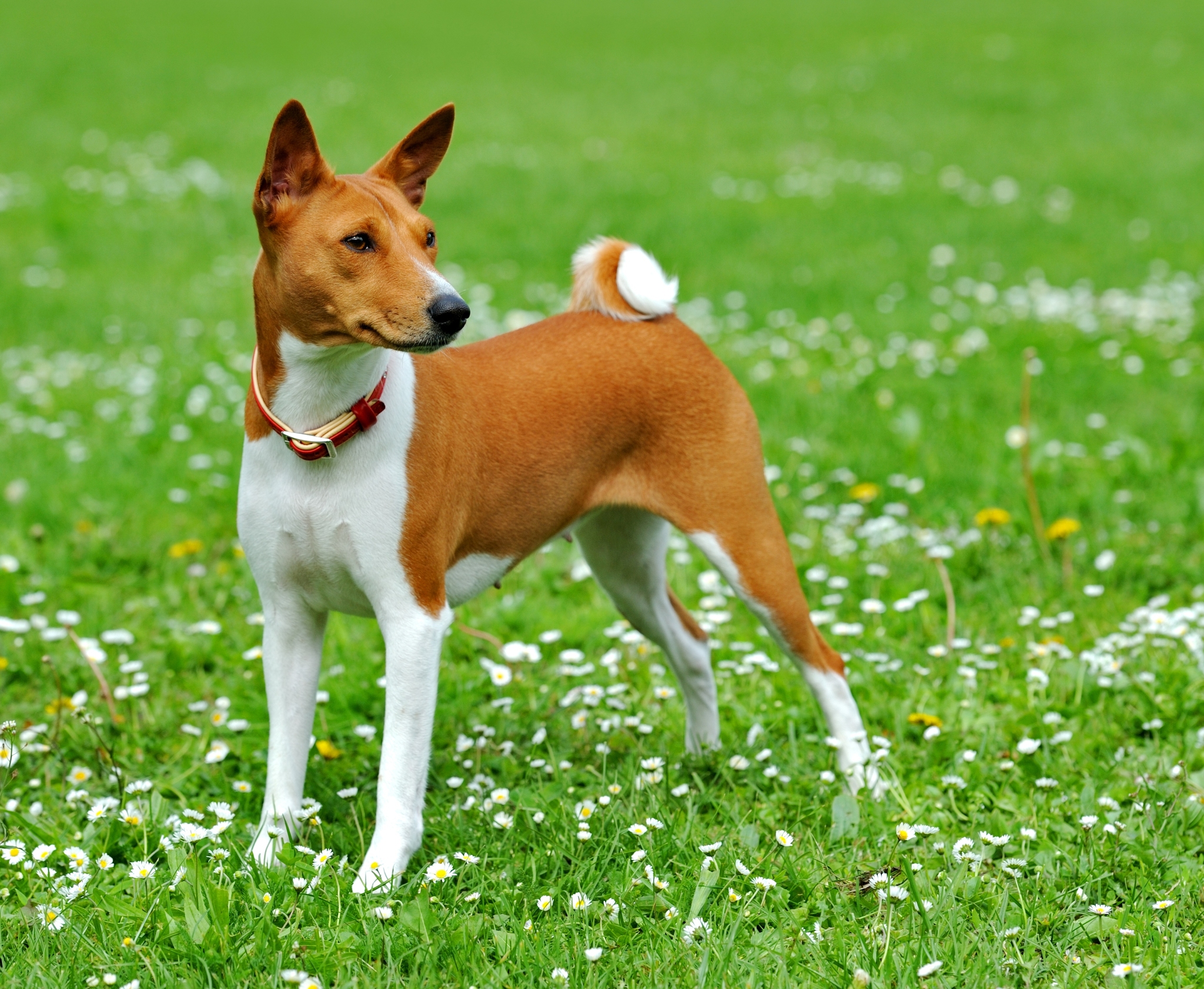 Молчаливая собака порода басенджи (58 фото) - картинки биржевые-записки.рф
