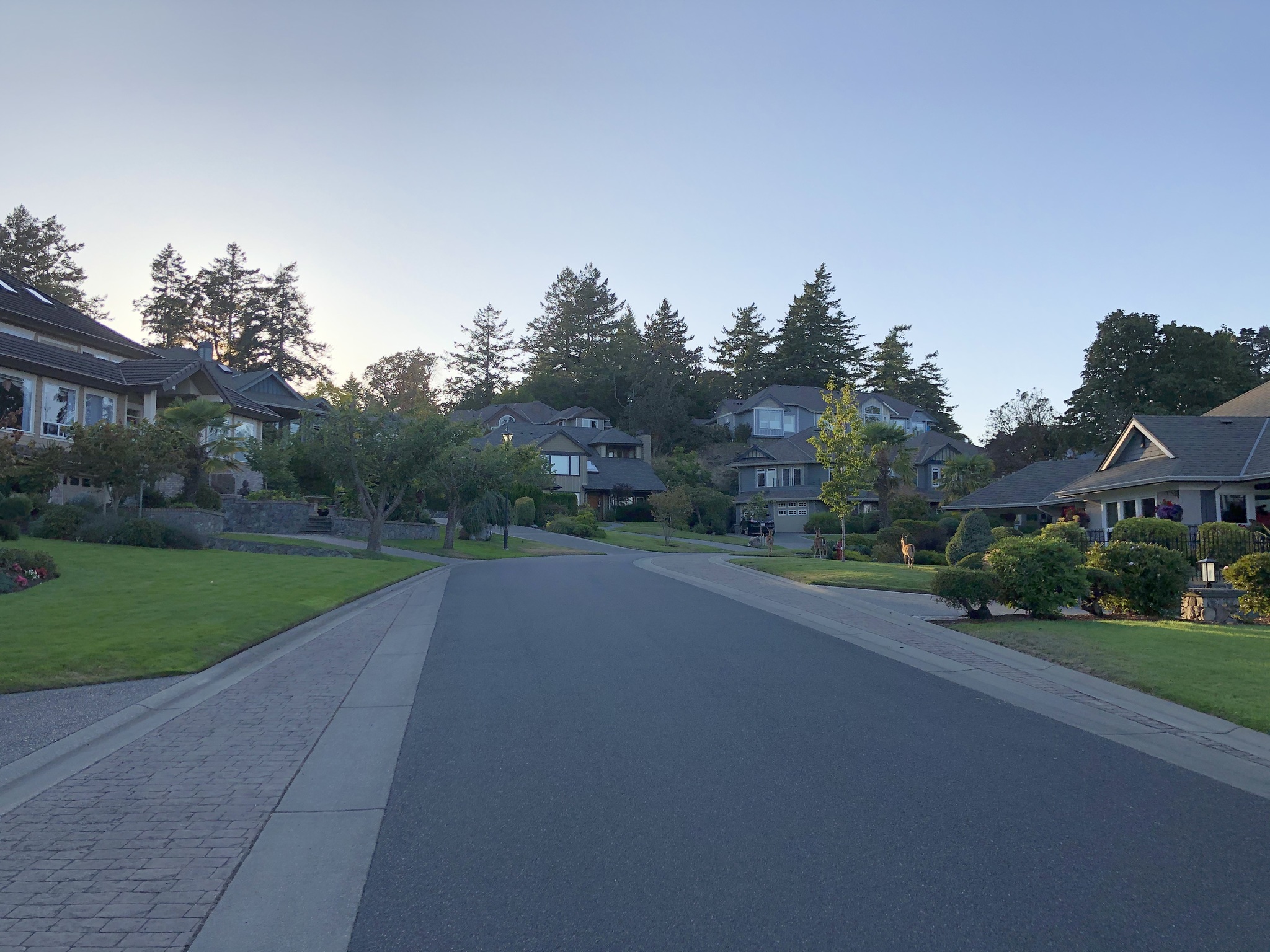 Deer - My, Deer, Town, Road, House, The street, Evening, Canada, Longpost, Deer