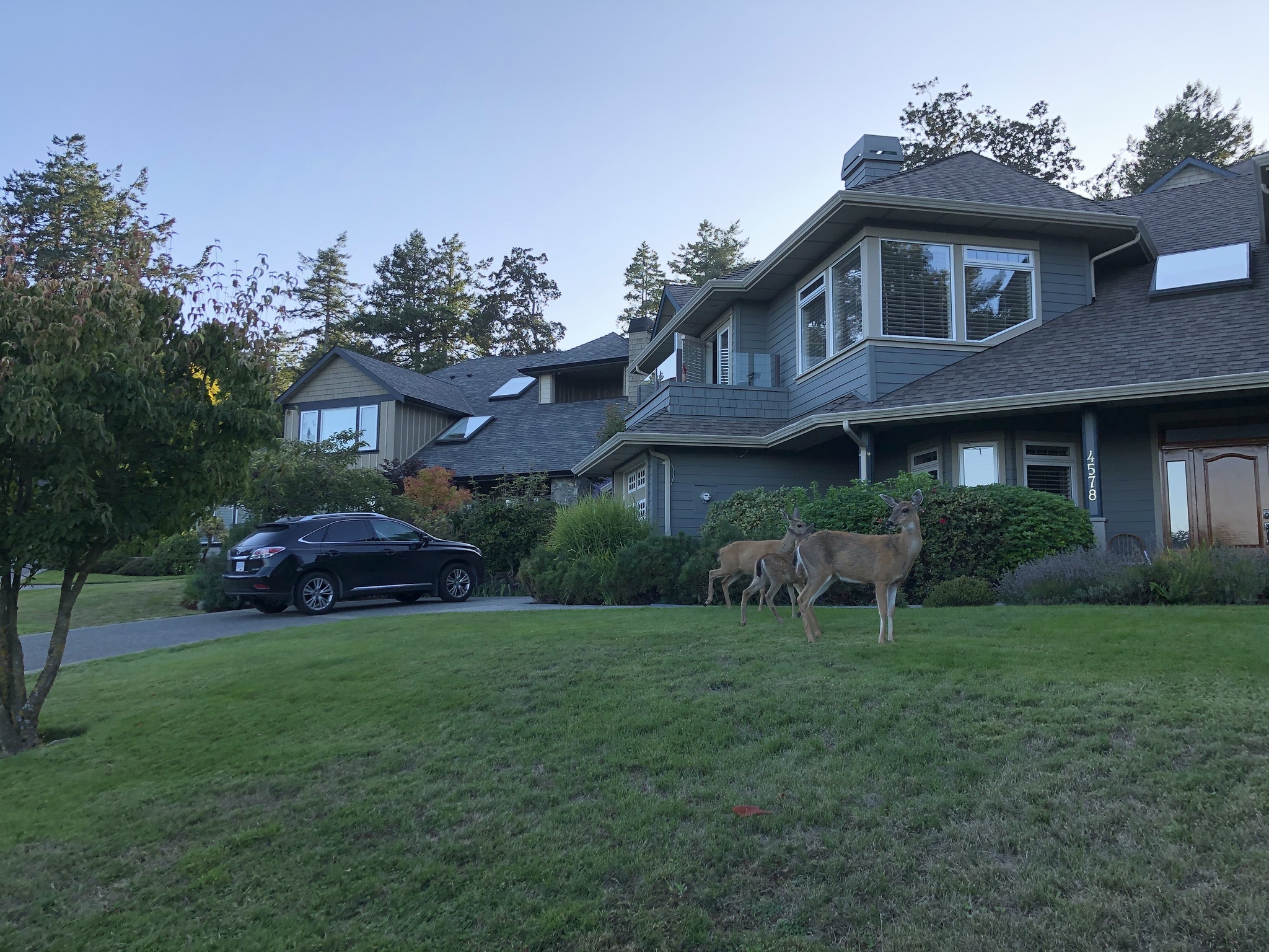 Deer - My, Deer, Town, Road, House, The street, Evening, Canada, Longpost, Deer