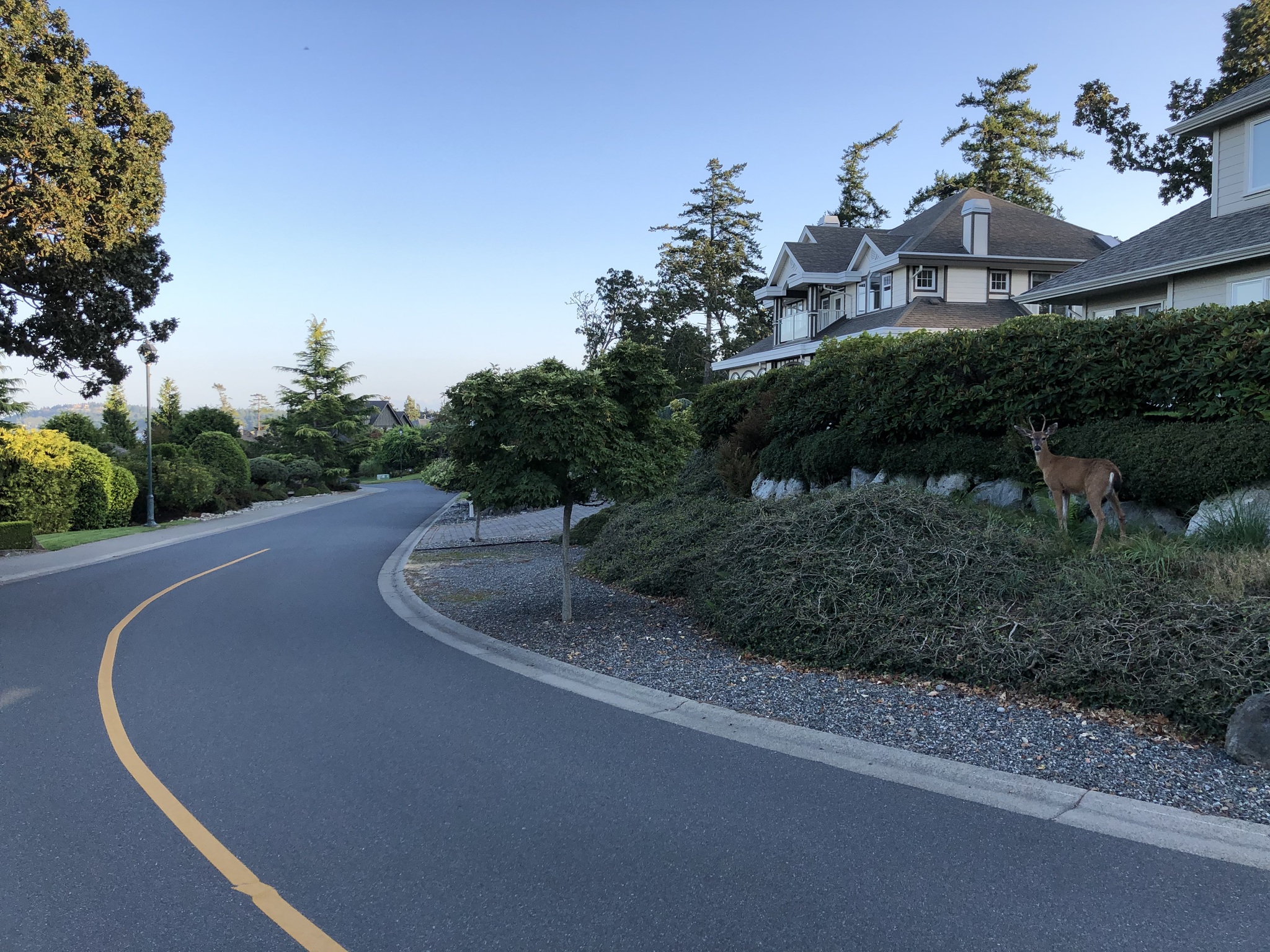 Deer - My, Deer, Town, Road, House, The street, Evening, Canada, Longpost, Deer