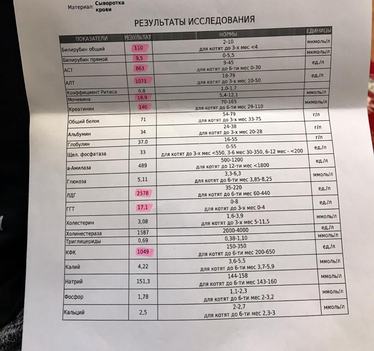 Cat blood tests - My, Vet, Blood test, cat, Advice, Doctors, Longpost