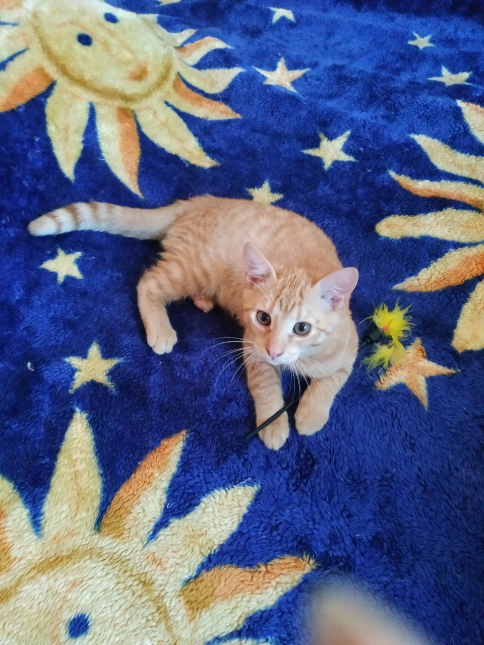 Kittens are looking for a home 2. Minsk, Minsk region - My, cat, In good hands, Help, Minsk, No rating, Longpost, Helping animals