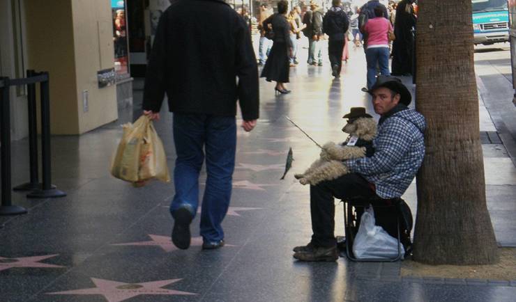 So many questions... - Dog, Hat, The street, Fishing, Fishing rod, Poodle