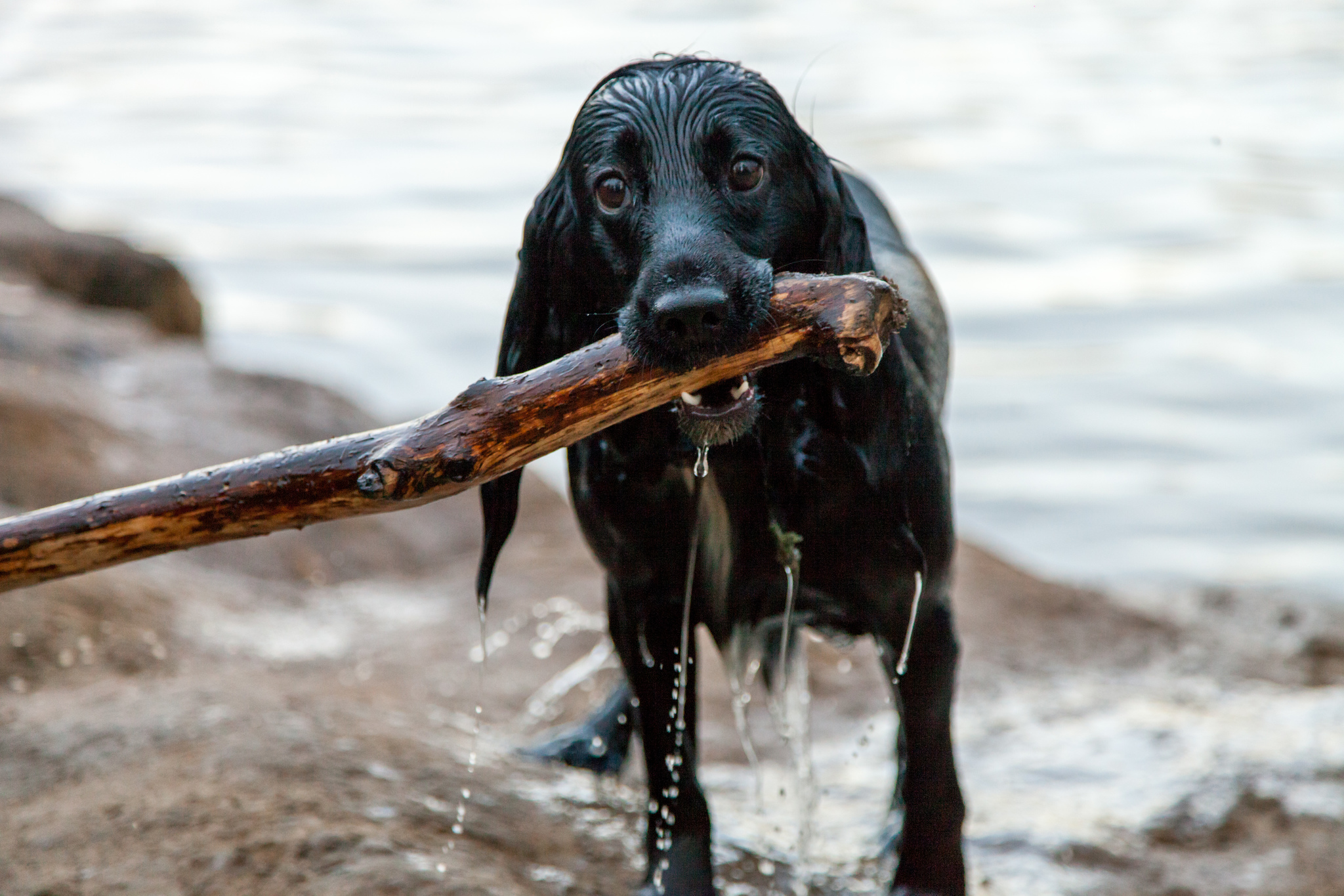 He does not carry his own burden) - My, Dog, dog joys, Longpost