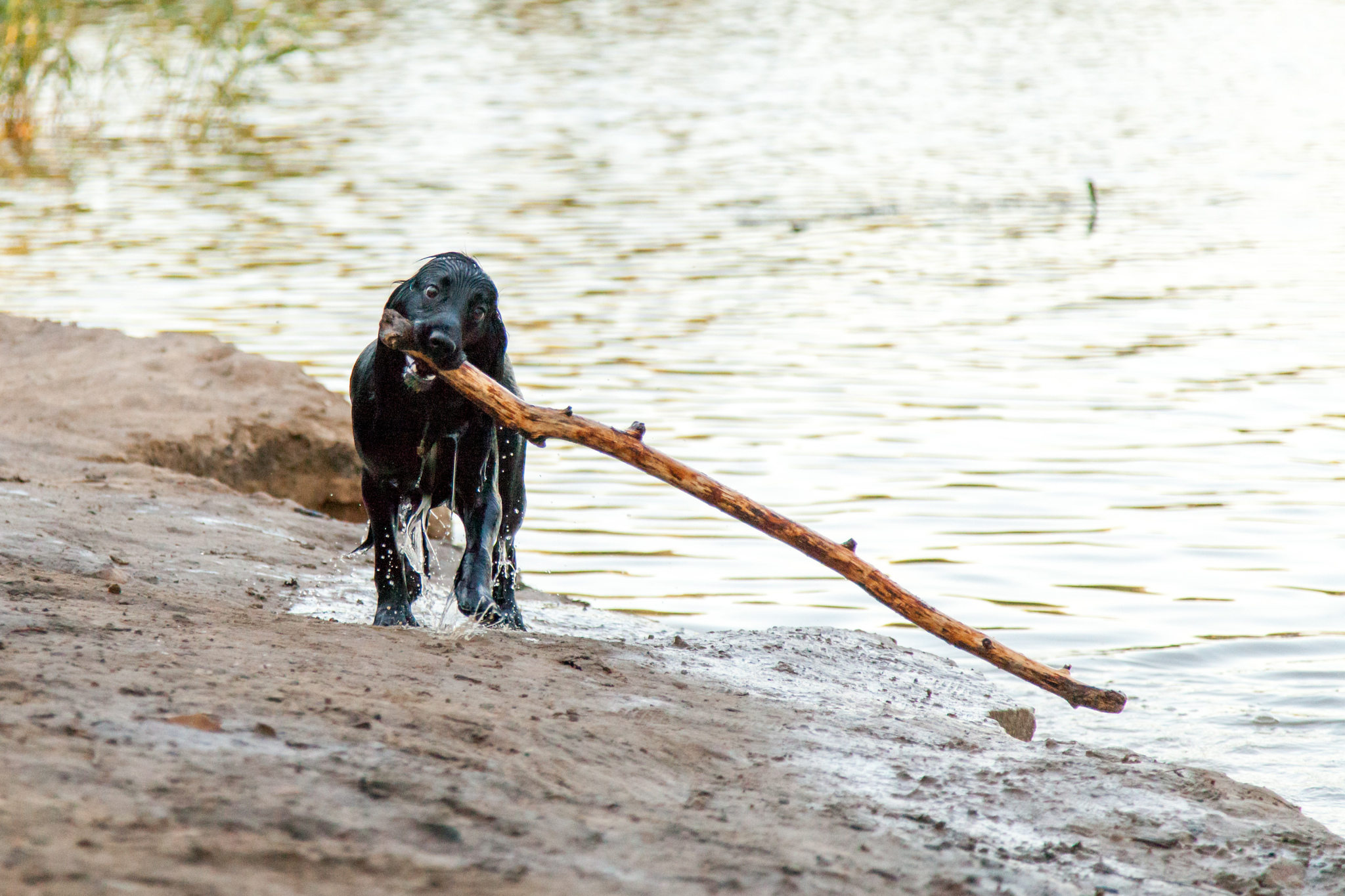 He does not carry his own burden) - My, Dog, dog joys, Longpost