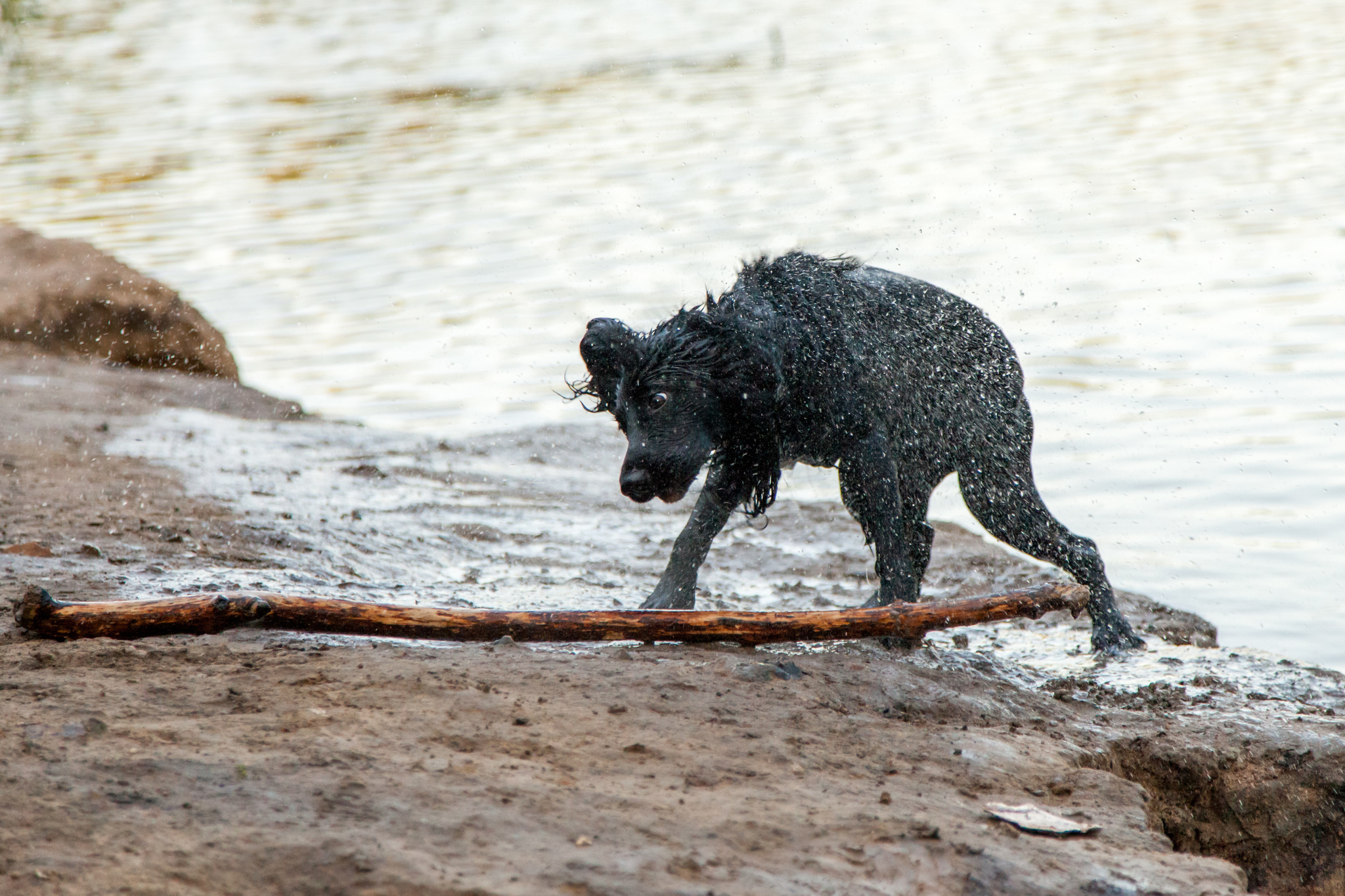 He does not carry his own burden) - My, Dog, dog joys, Longpost