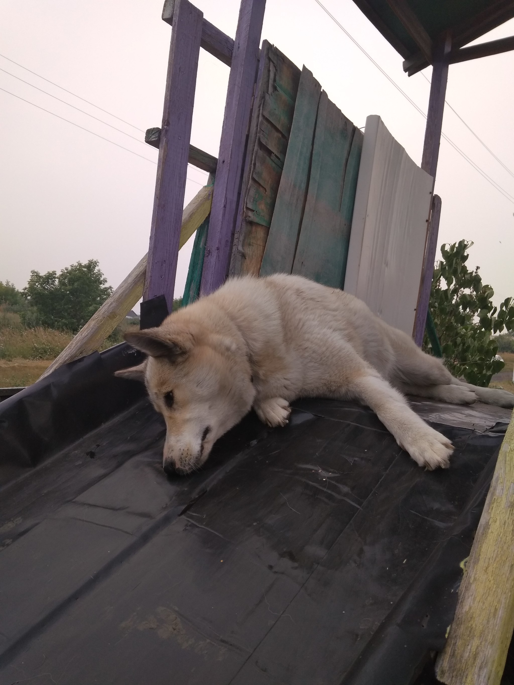 It was evening, there was nothing - My, Laika, Relaxation, Longpost, Dog