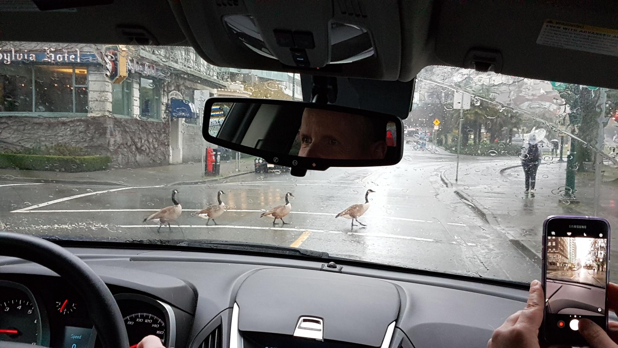 Observing traffic rules - Гусь, Canada goose, Canada, goose, Crosswalk, Traffic rules, Road