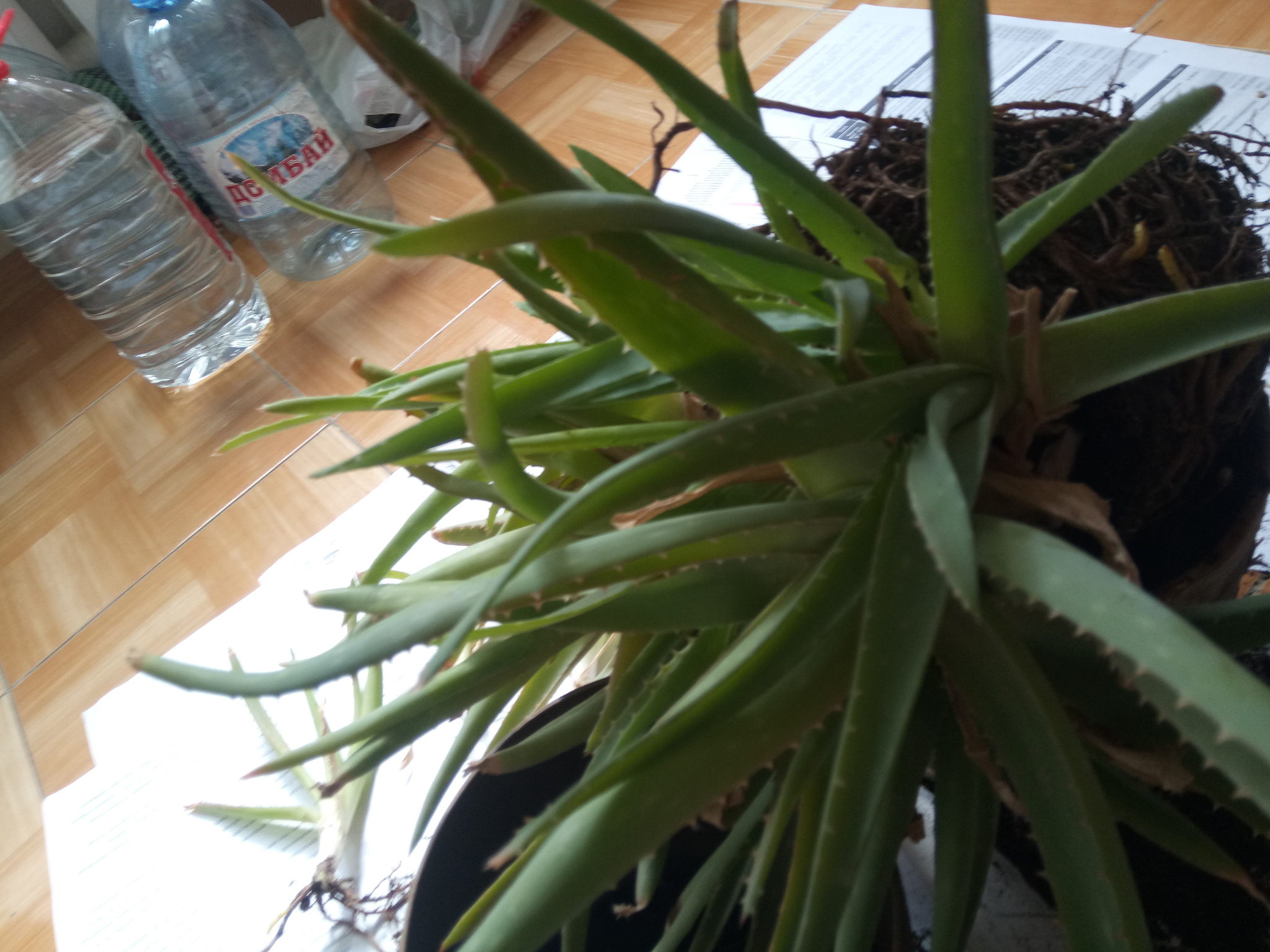 Aloe transplant - My, Aloe, Landing, Houseplants, Longpost