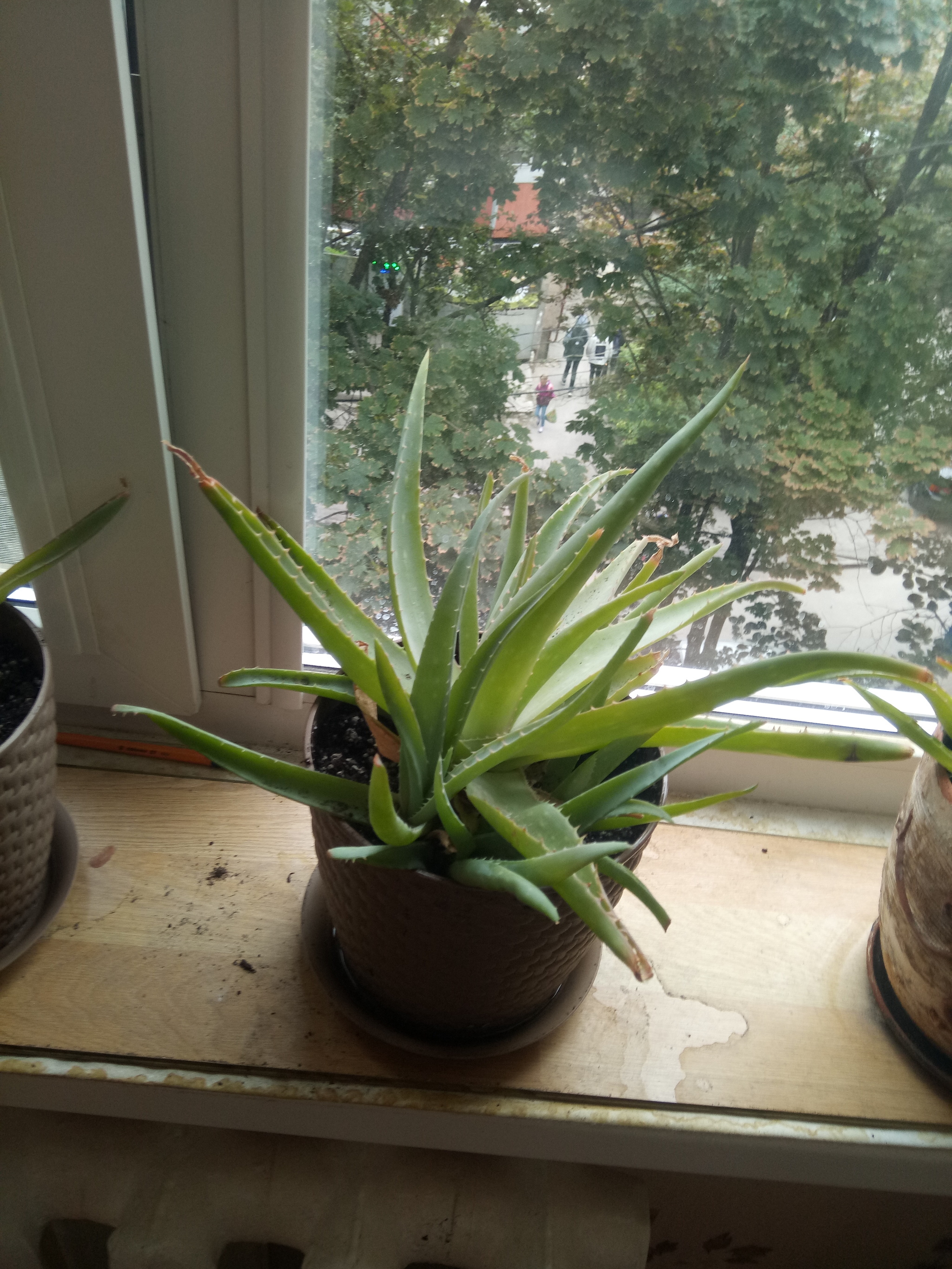 Aloe transplant - My, Aloe, Landing, Houseplants, Longpost