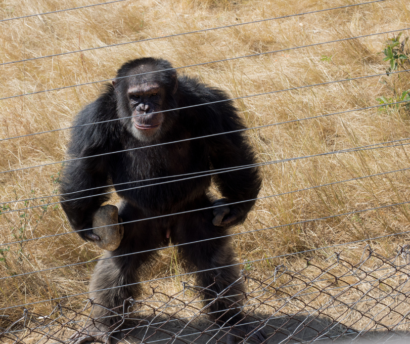 Chimpanzee in the reserve scares away tourists with a stone - Chimpanzee, A rock, Reserve, The photo, Reserves and sanctuaries