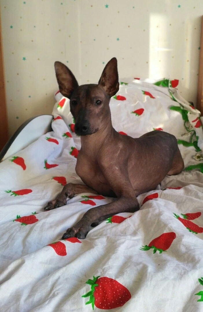 When a Xolo tries to sleep in the master's bed - My, Xoloitzcuintli, , Mexican Naked, Dog