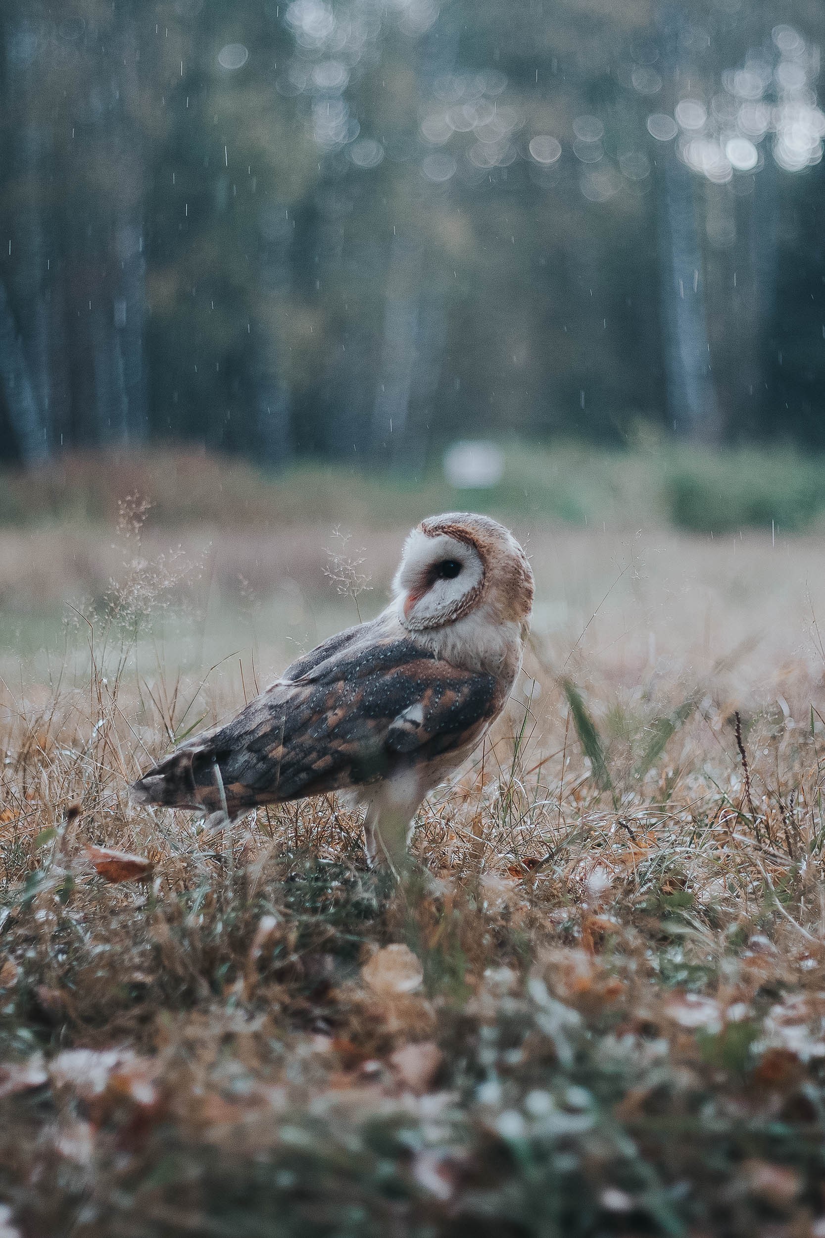 We welcome autumn. - My, House owls, Birds, The photo, Longpost, Owl, Animals