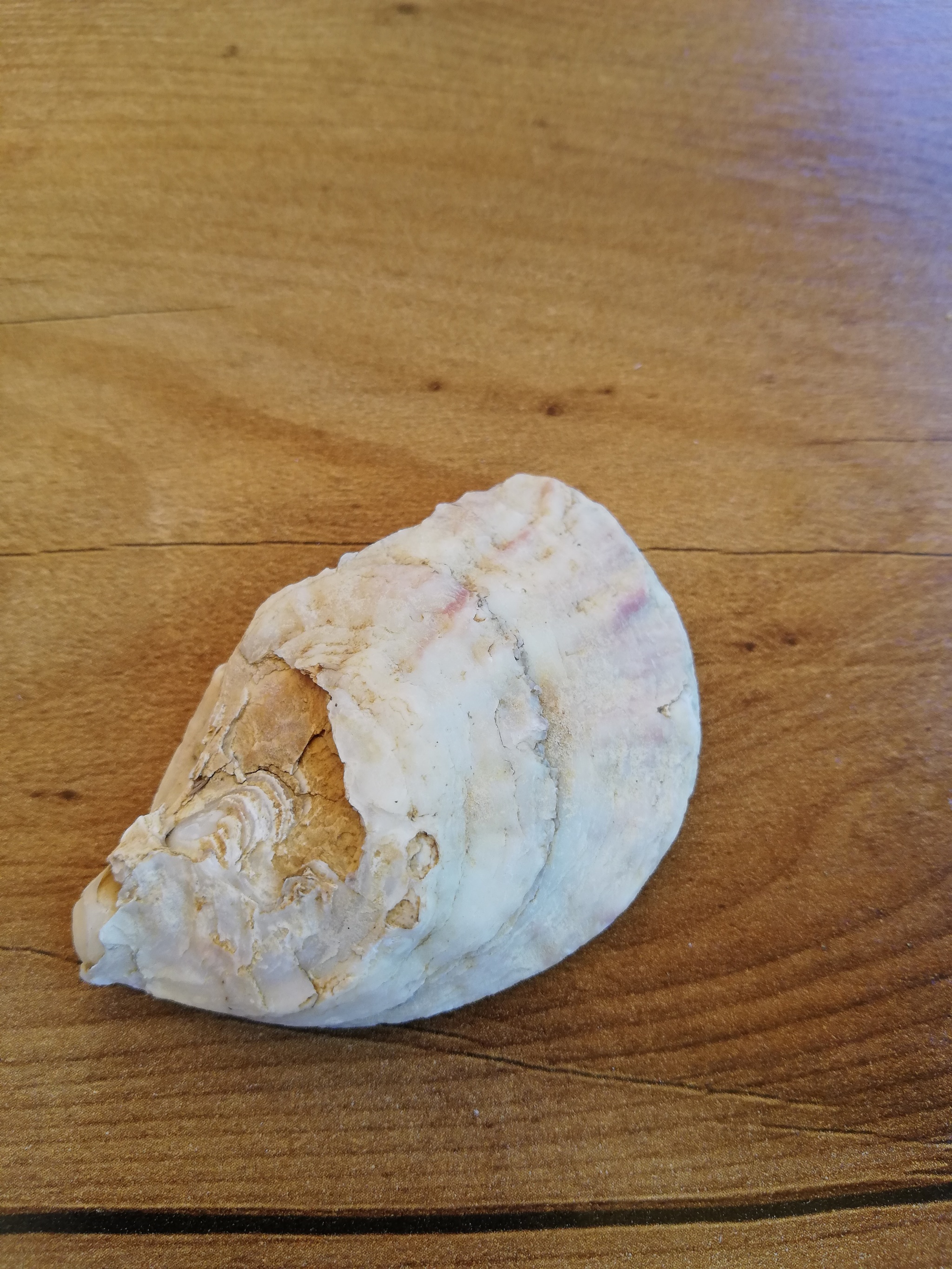 Fossilized oyster and shell? - My, Find, Paleontology, Past, Interesting, Fossil, Longpost