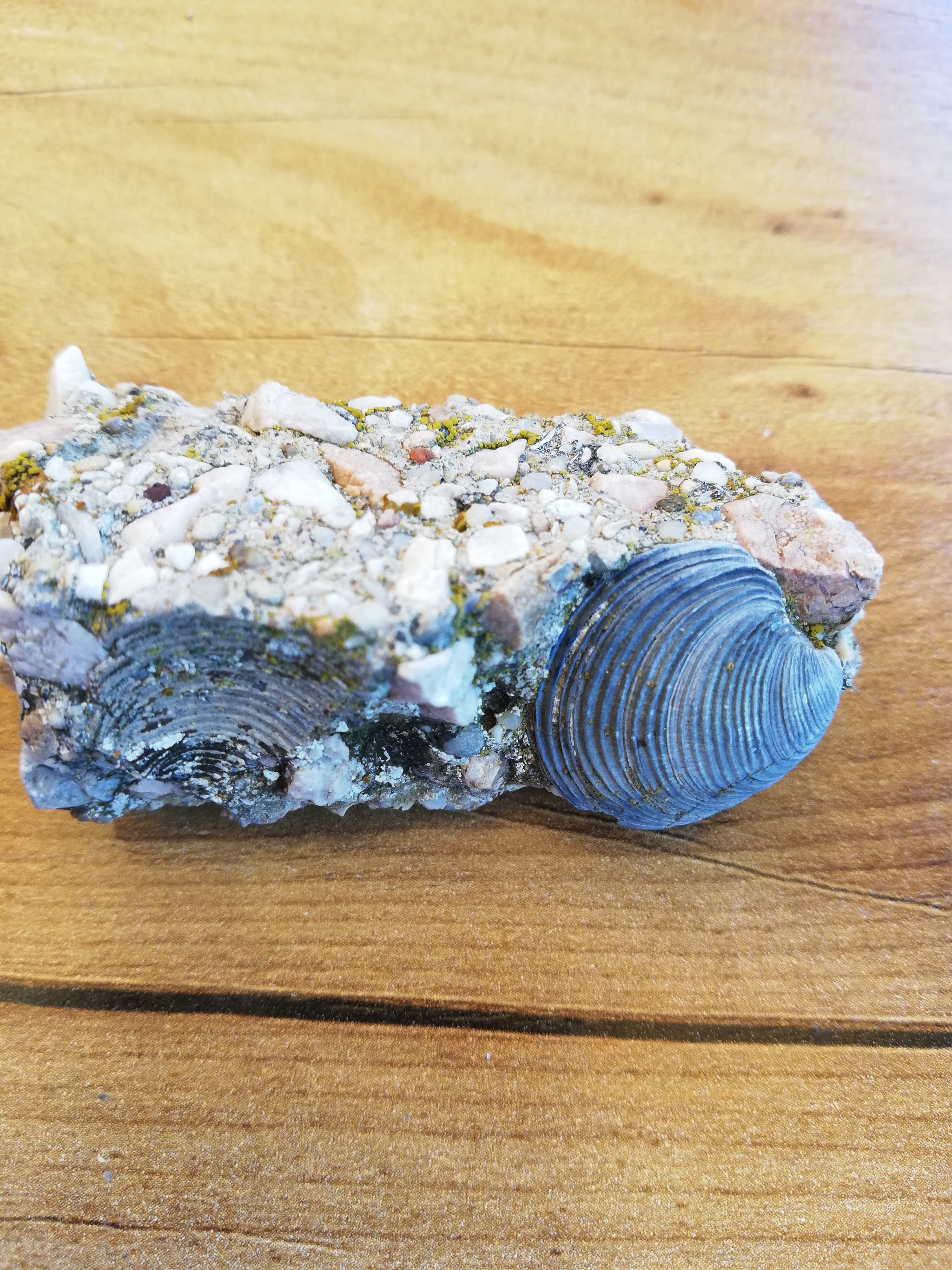 Fossilized oyster and shell? - My, Find, Paleontology, Past, Interesting, Fossil, Longpost