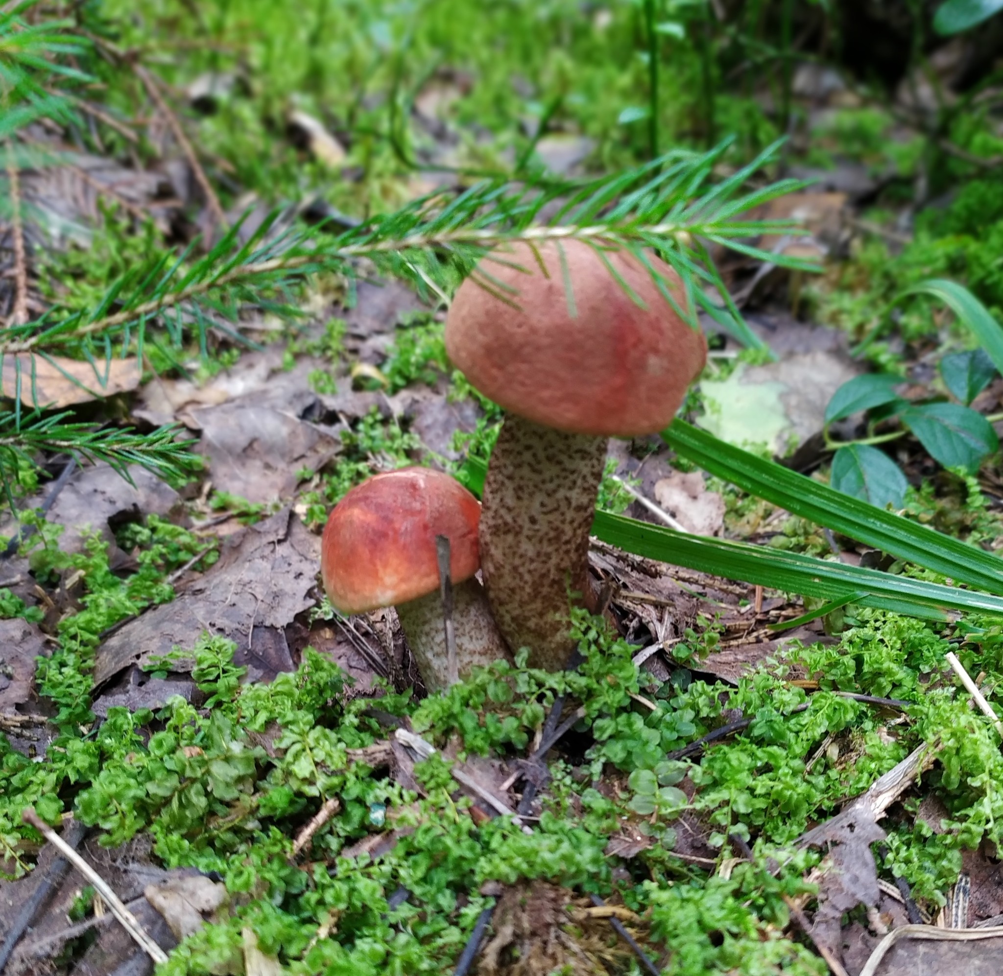 Красные грибы Подмосковье