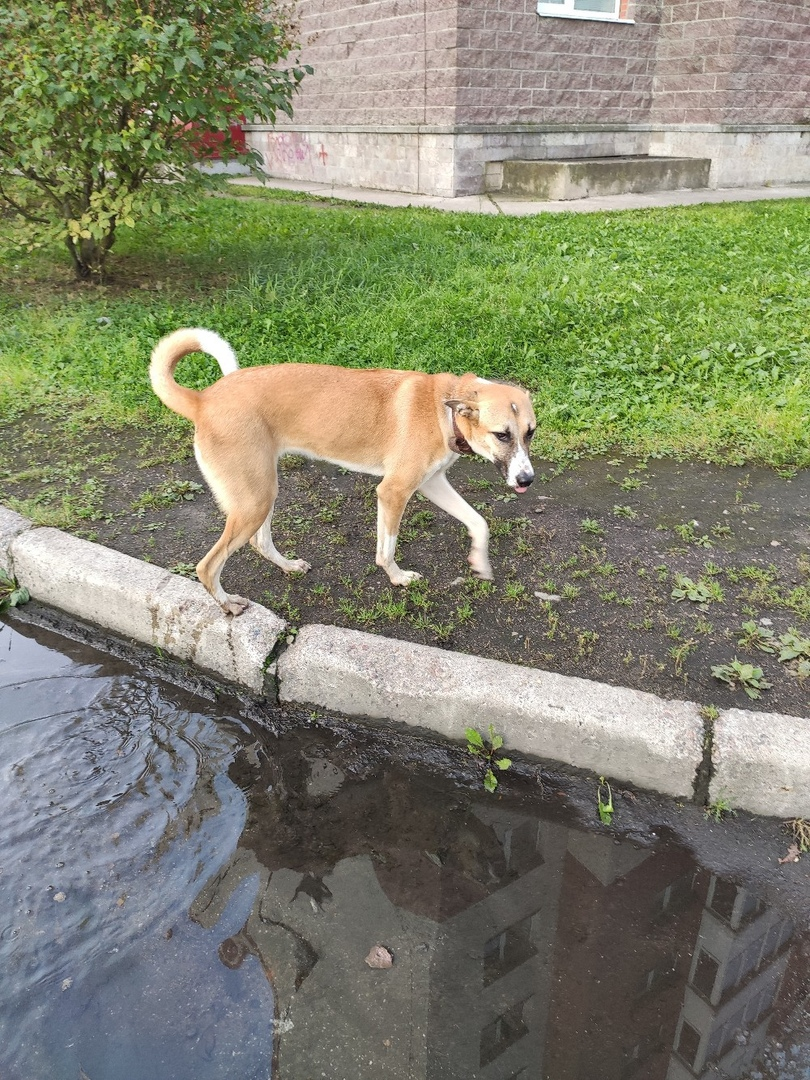 Looking for a home for a teenage dog. - My, Dog, Looking for a home, No rating, In good hands, Saint Petersburg, Leningrad region, Kolpino, Help, Longpost, Helping animals