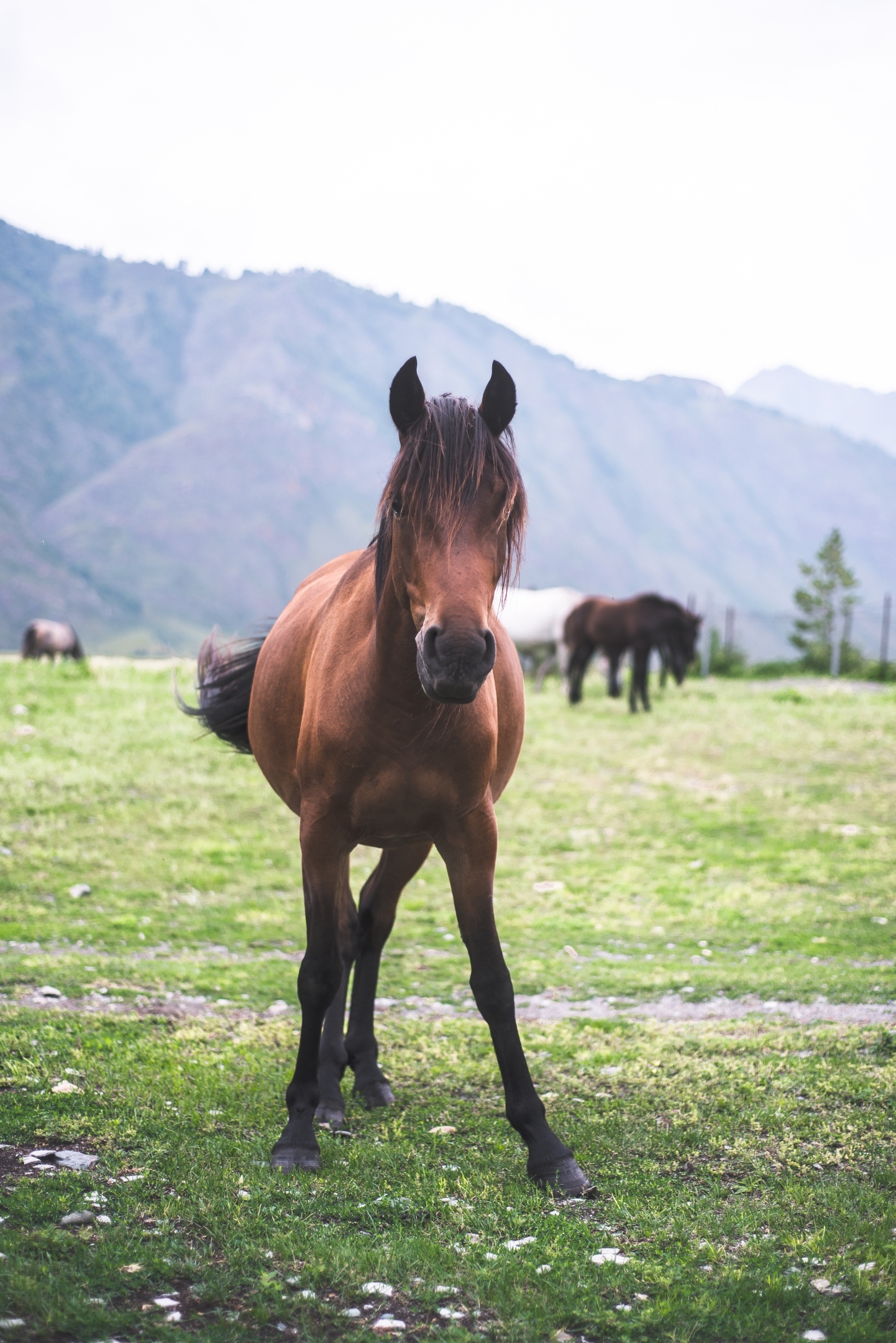 Horses of Altai - My, Horses, Altai, The photo, Nature, beauty, The mountains, Longpost, Altai Republic