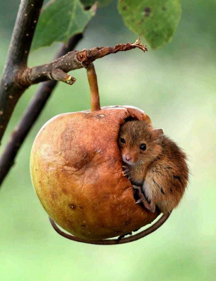 Probably getting ready for winter - Mouse, Apples