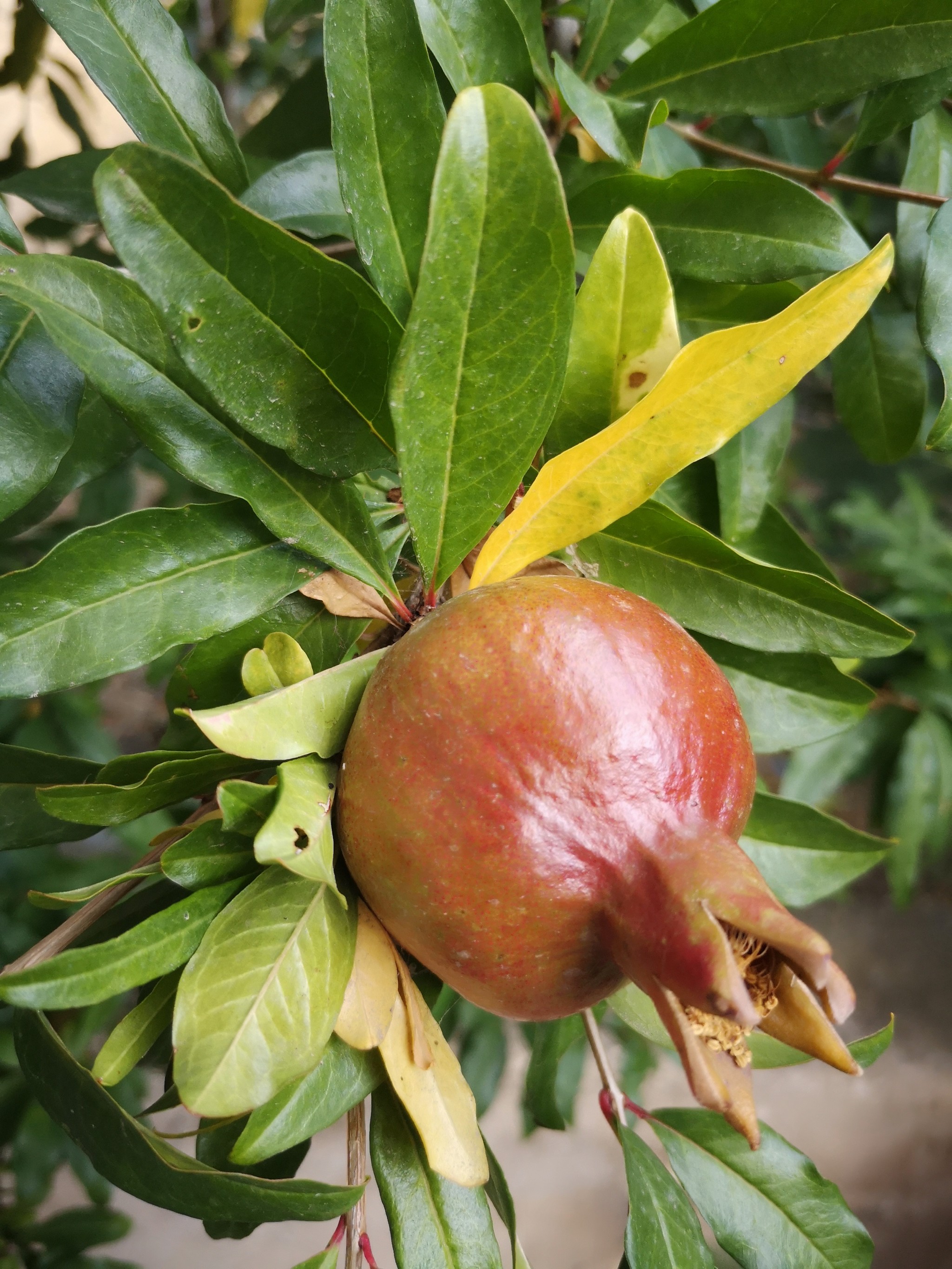 Gifts of autumn in Crimea - My, Autumn, Longpost, Fig, Crimea, cat, Фрукты