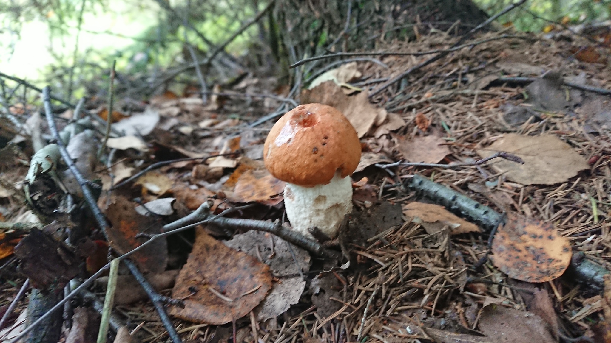 Mushrooms - My, Longpost, Disgusting, Got sick, Forest, Garbage, Radiation, Radiation contamination, Video