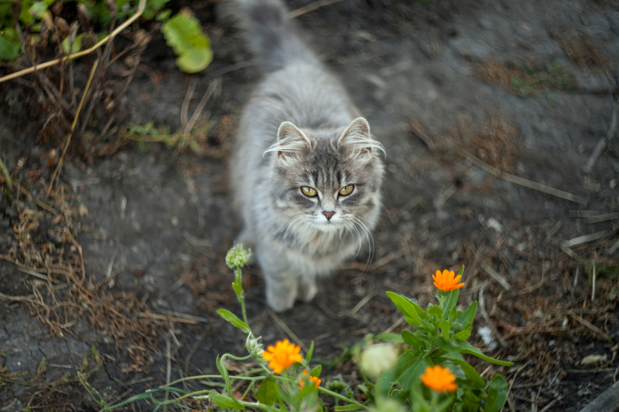 Sad autumn cat - My, cat, Catomafia, Longpost