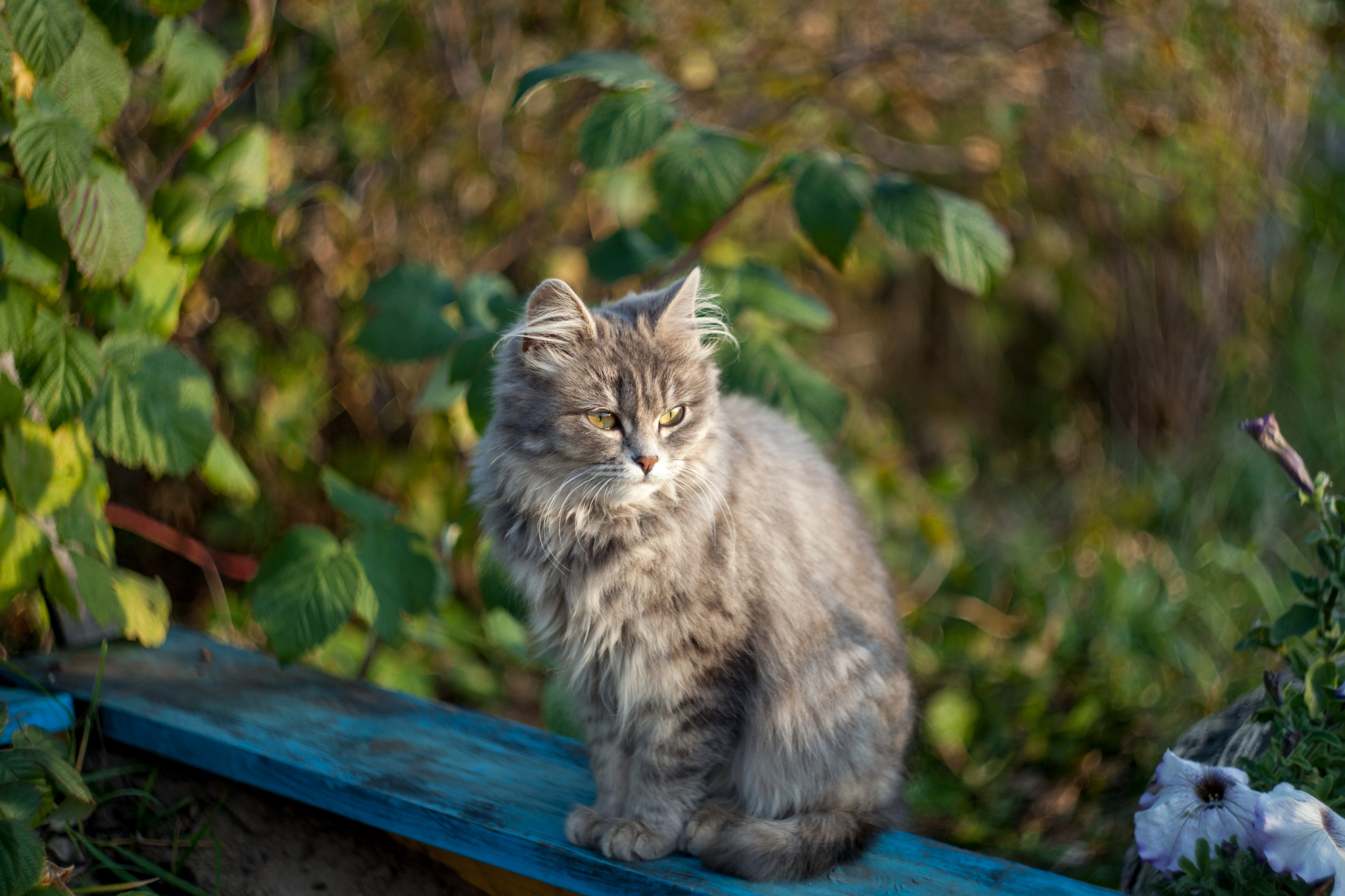 Sad autumn cat - My, cat, Catomafia, Longpost