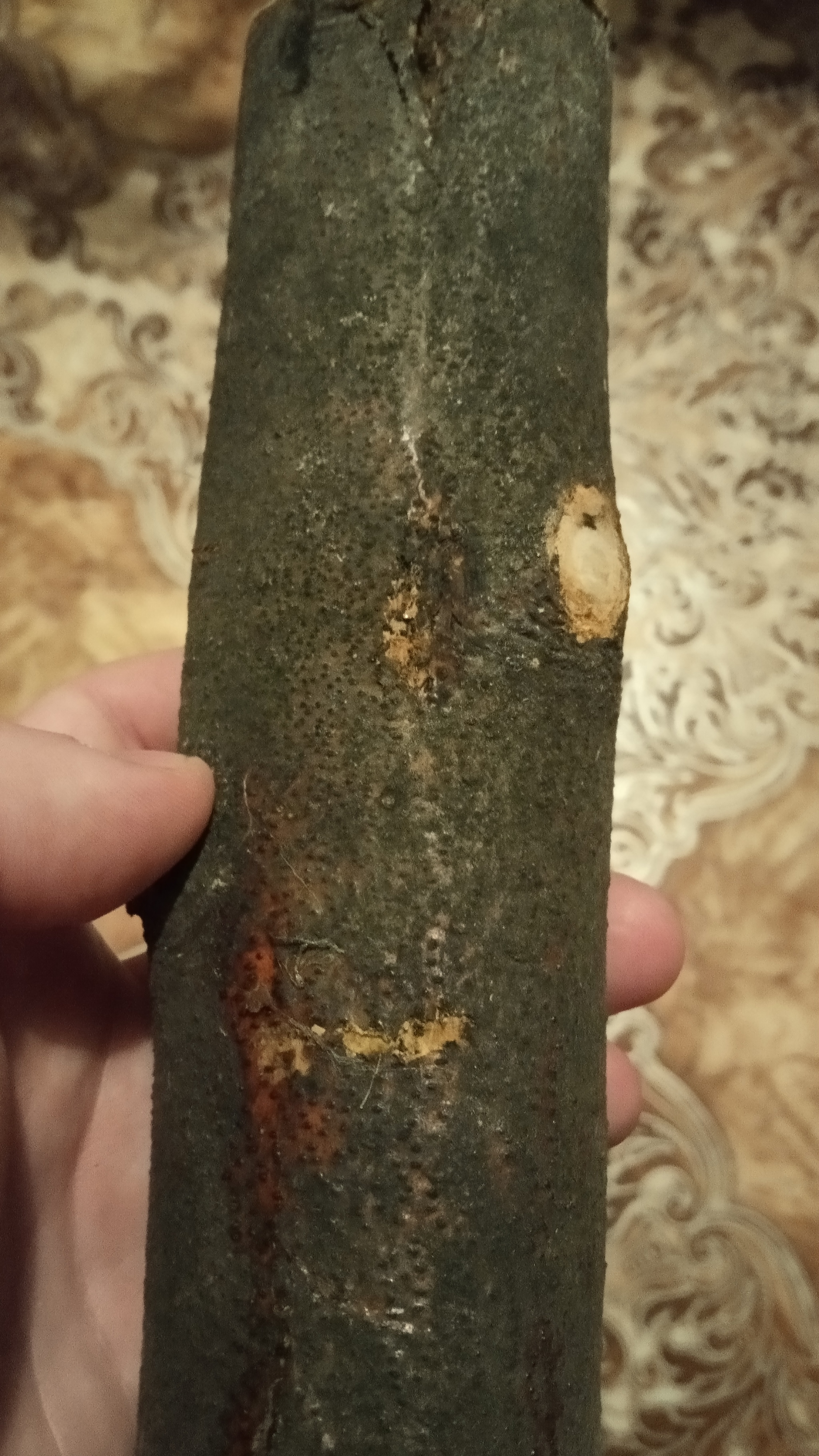 Help identifying wood species please - My, Tree, Carpenter, Longpost