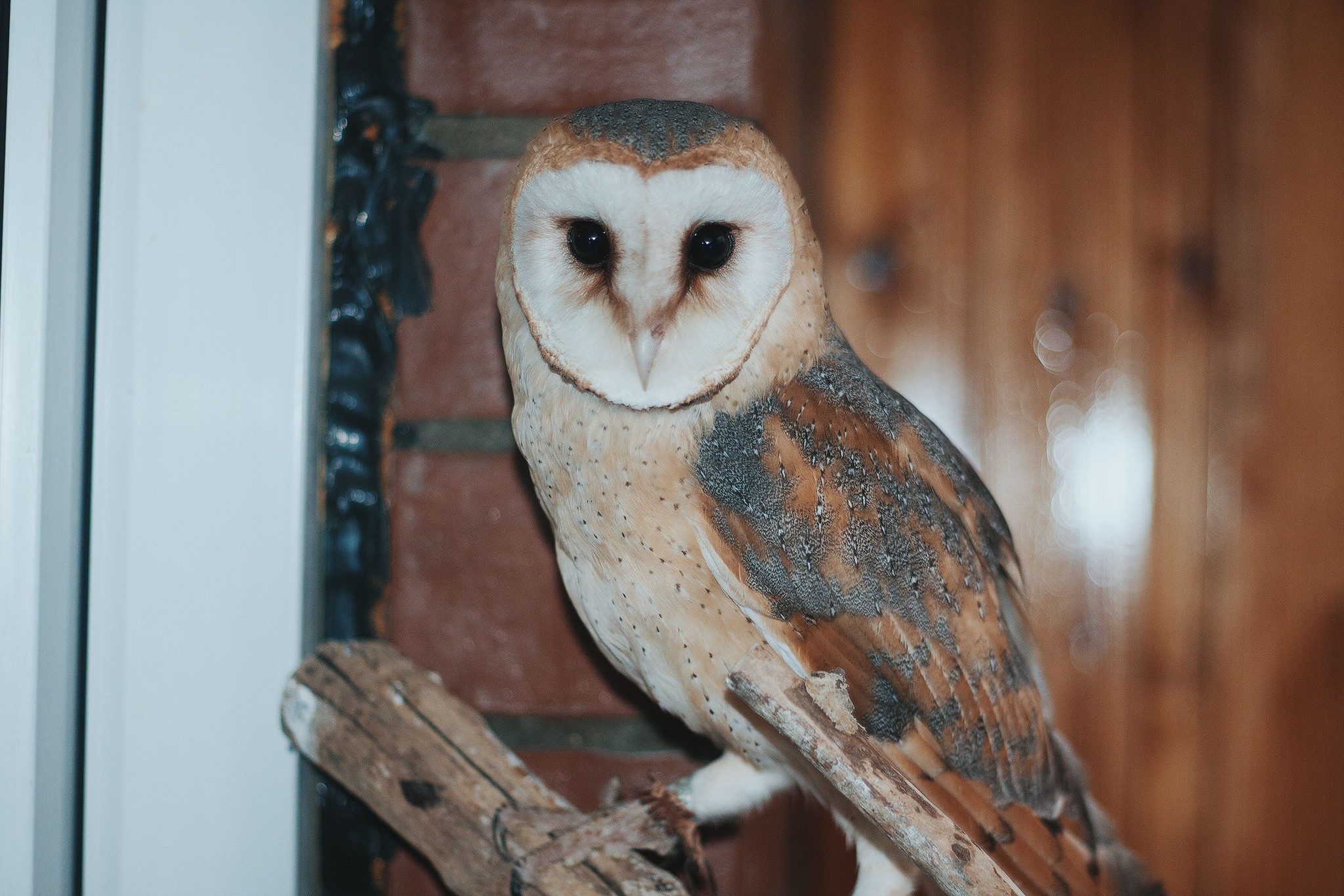 Three owls is too many. - My, House owls, Birds, Pet, Pets, Longpost, Animals, Owl