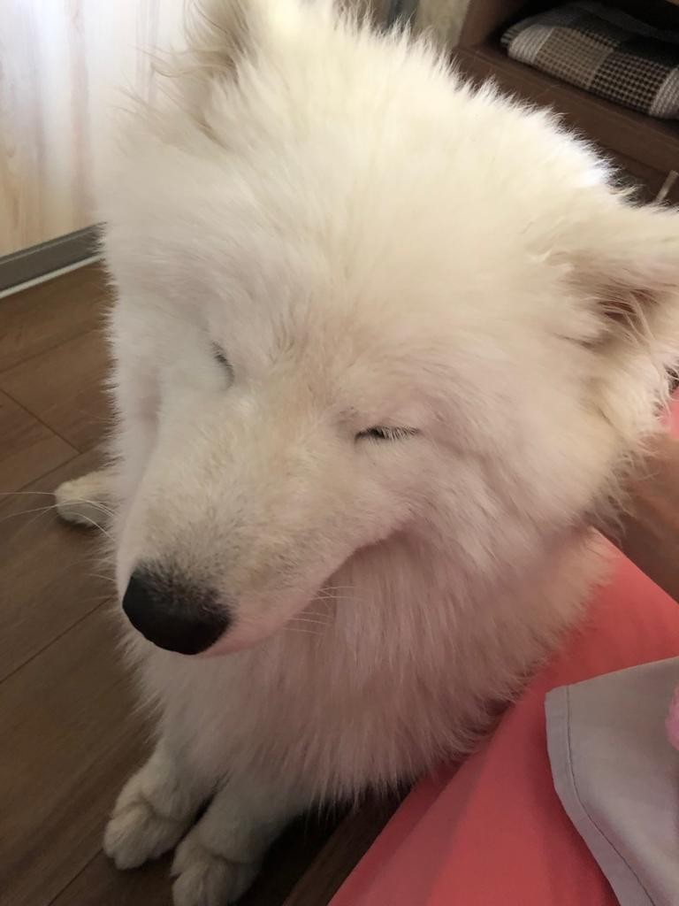 Samoyed in a city apartment - My, Samoyed, Dog, Friend, Longpost