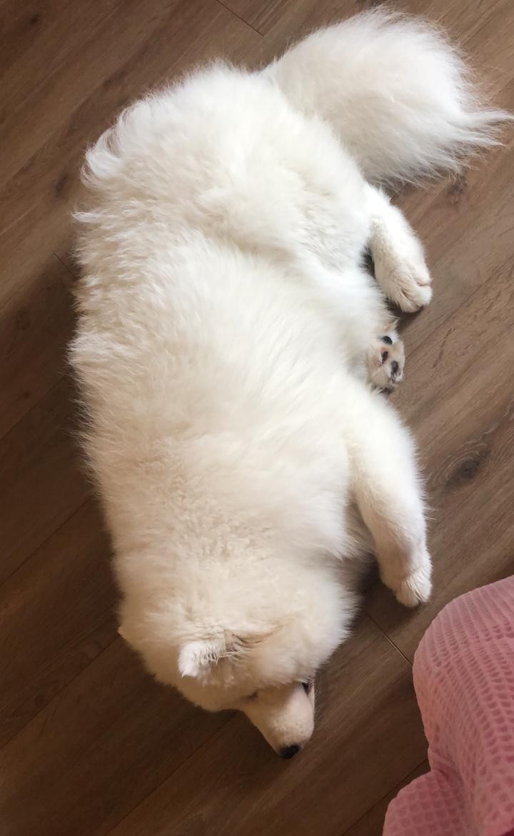 Samoyed in a city apartment - My, Samoyed, Dog, Friend, Longpost