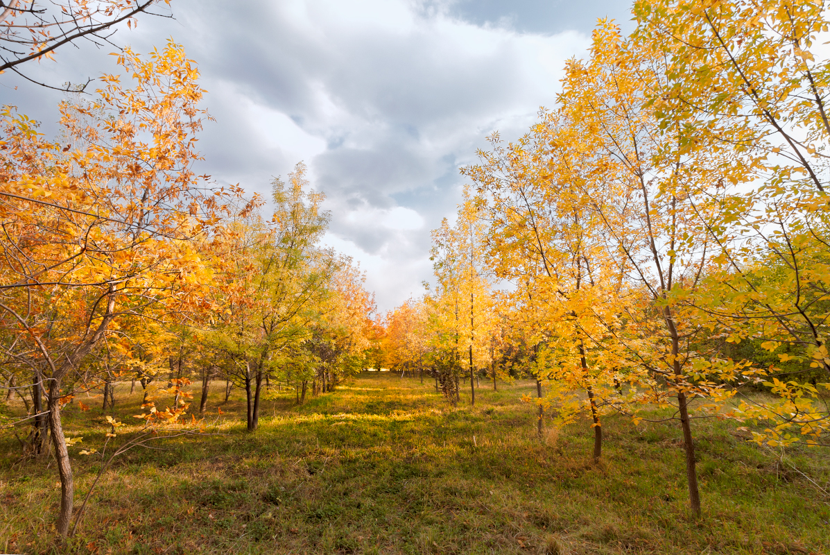 Evening in the autumn park. - My, Autumn, Almaty, Landscape, Evening, Canon, Longpost