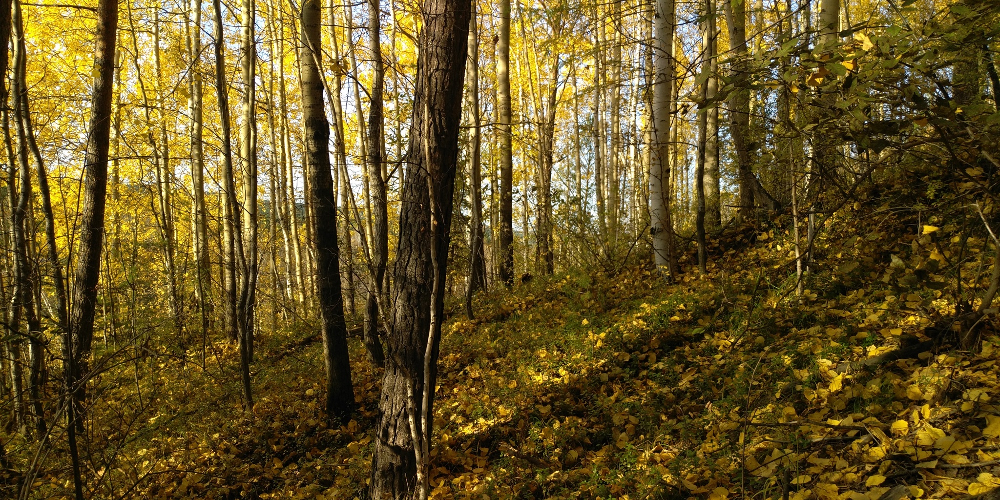 Autumn Siberia - My, Autumn, Siberia, Longpost, Forest, The photo