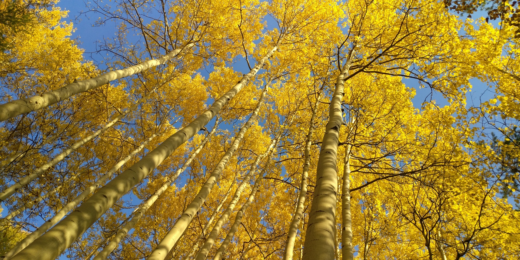 Autumn Siberia - My, Autumn, Siberia, Longpost, Forest, The photo