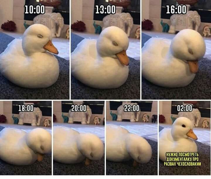 Sleep and duck - Humor, Insomnia, Duck, Dream