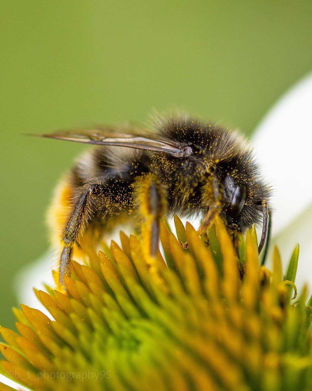 Bumblebees and bees at work - The photo, Bees, Flowers, Macro photography, Longpost, Bumblebee