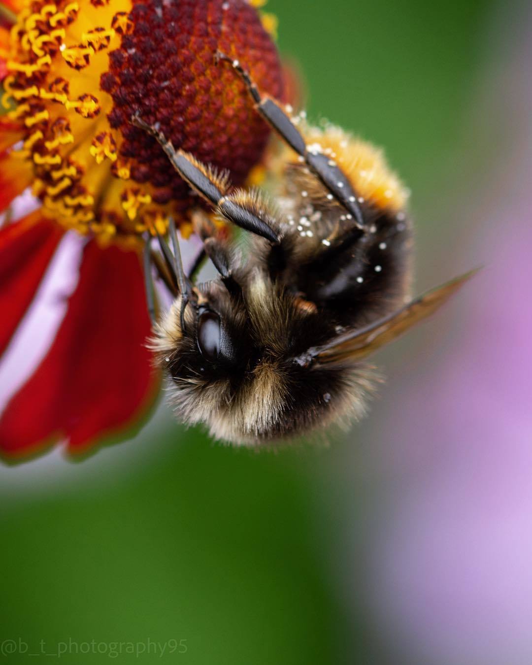 Bumblebees and bees at work - The photo, Bees, Flowers, Macro photography, Longpost, Bumblebee