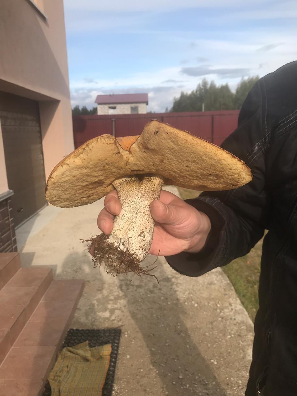 Boletus - My, Mushrooms, Forest, Unusual, Boletus, Longpost