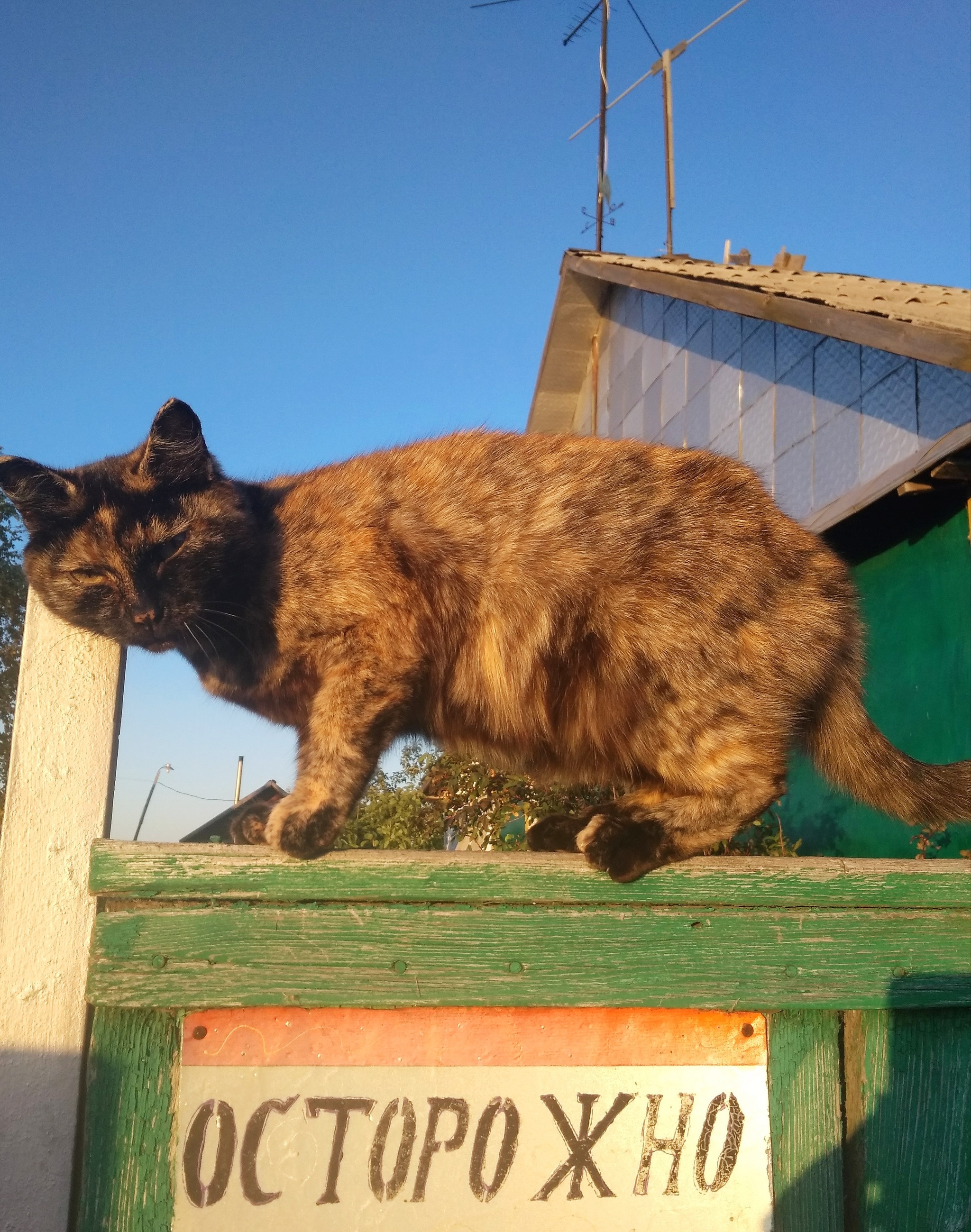 Dangerous beast - My, Tricolor cat, cat