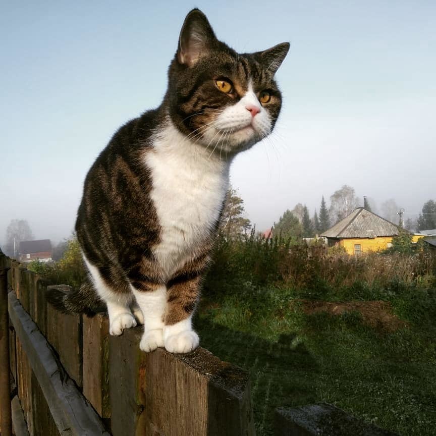 Cupcake - My, cat, Catomafia, Brutality, Fence, Countryside, Longpost