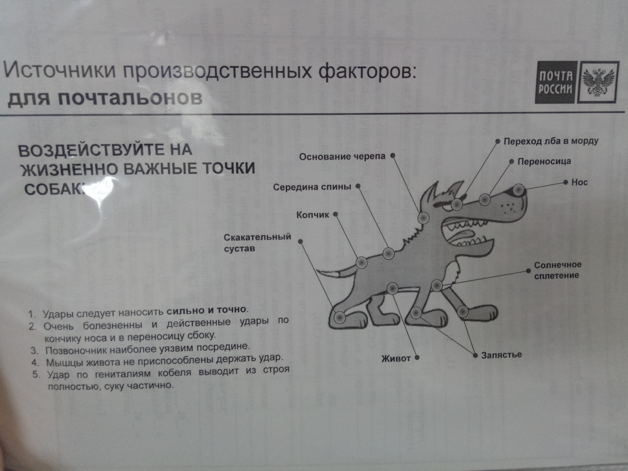 ТБ для почтальонов. - Моё, Почта России, Собака, Собаки и люди, Техника безопасности